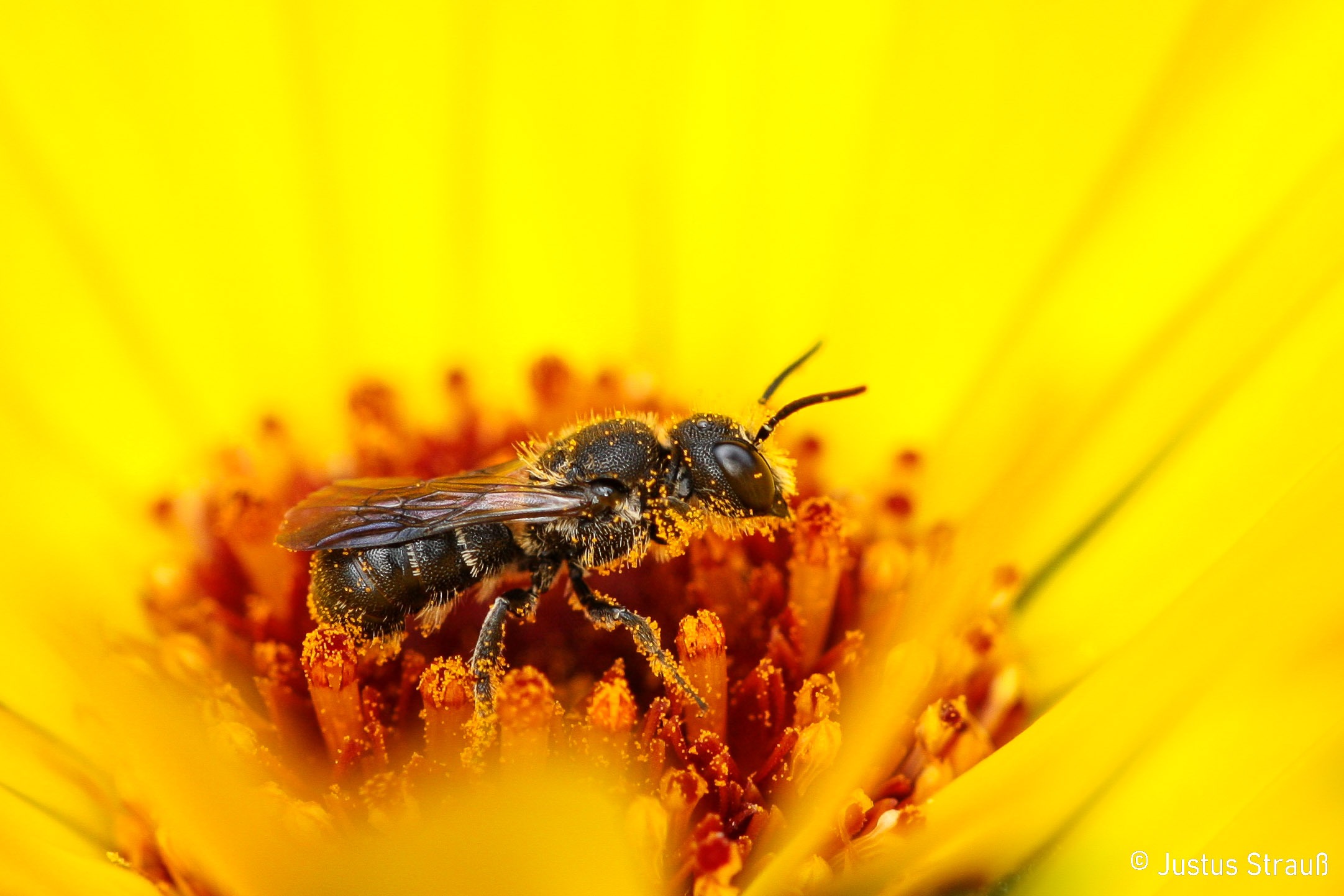 Fleißig beim Sammeln